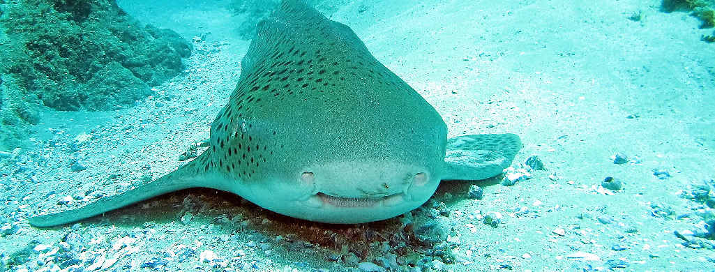 Leopard Shark. Leopard Shark.